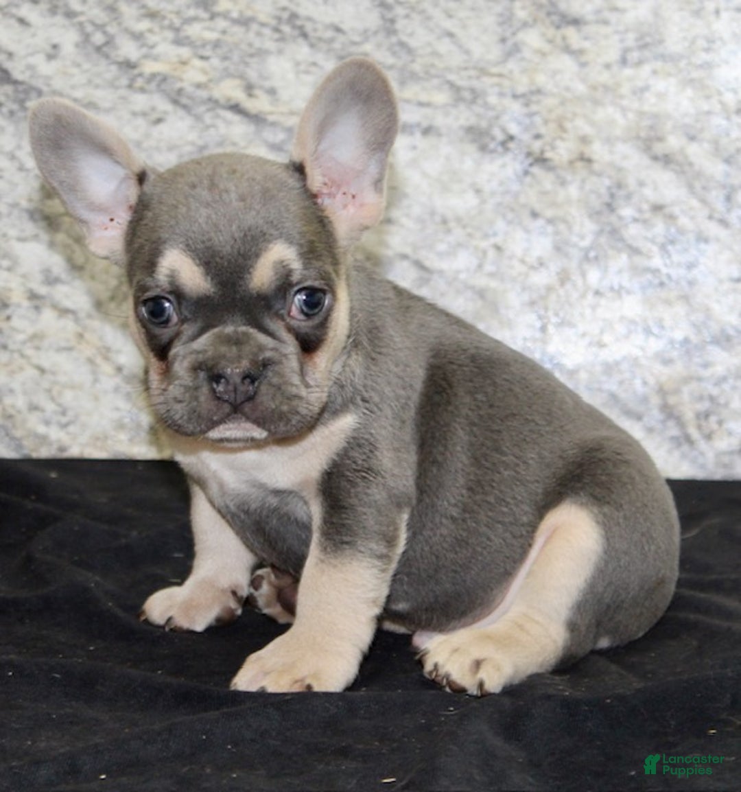 French Bulldog dogs for sale: Roger - Ad 4