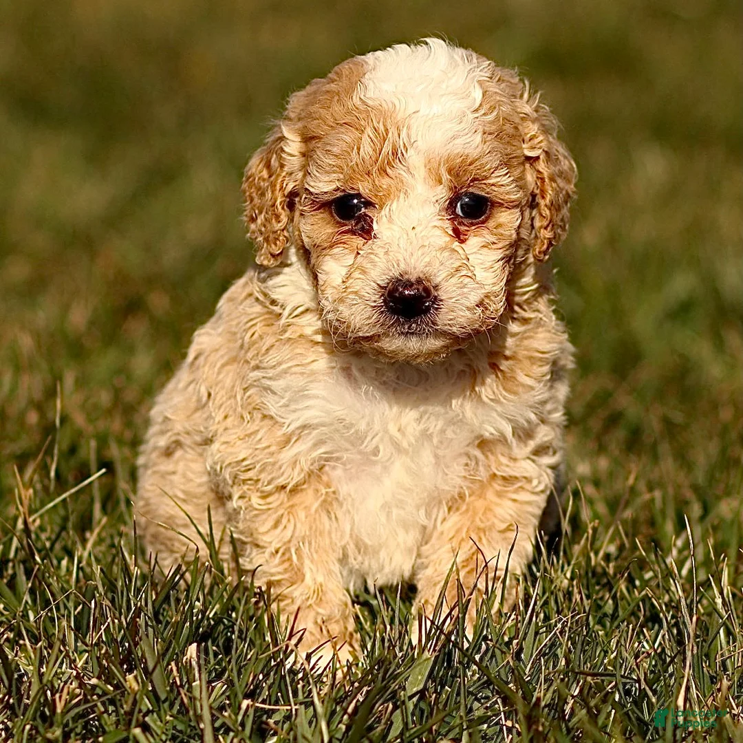 Mini Bernedoodle dogs for sale: Hans - Ad 3