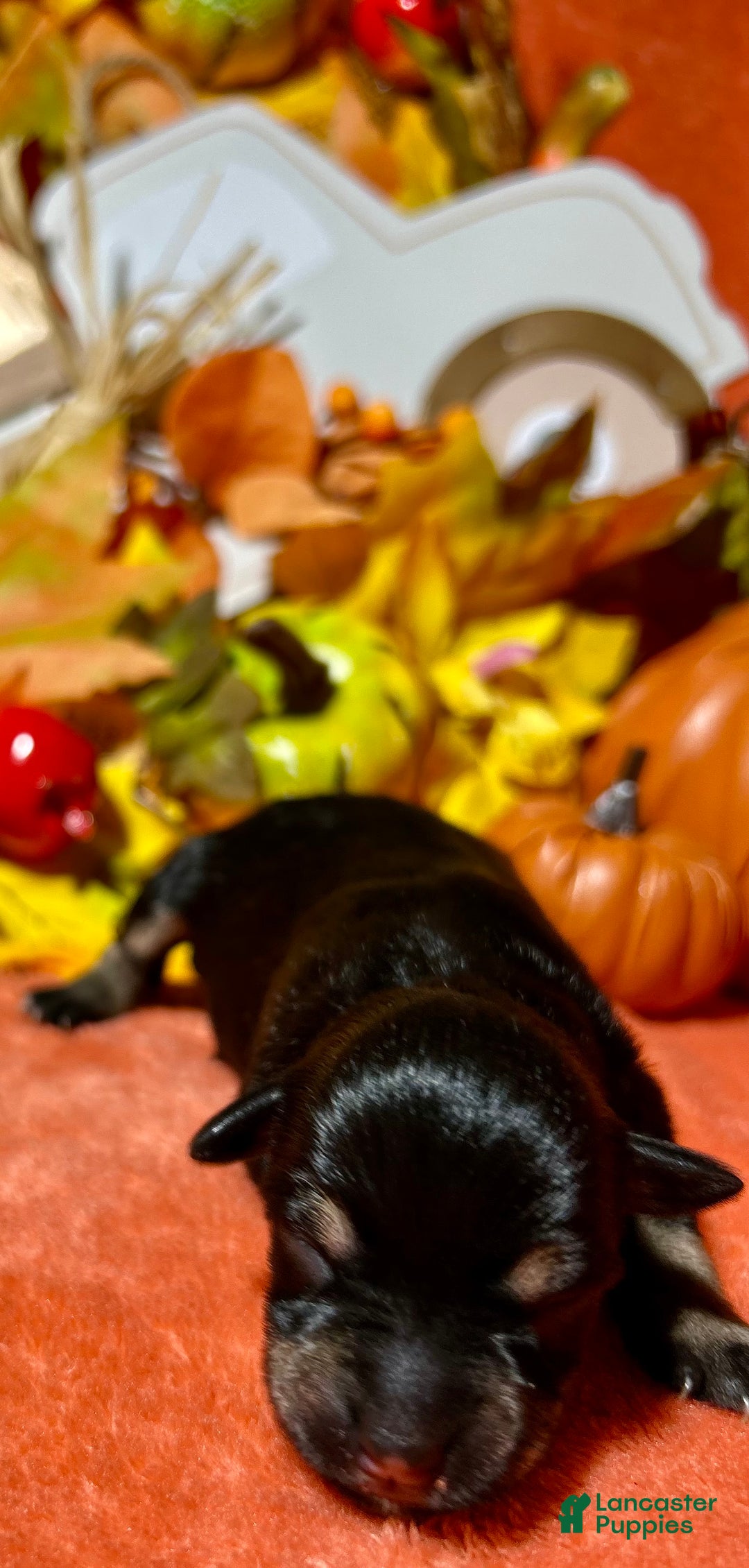 Miniature Schnauzer dogs for sale: ROSIE - Ad 13