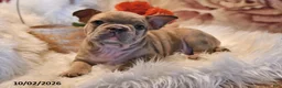 Frenchton dogs for sale: Puddles - Ad 3