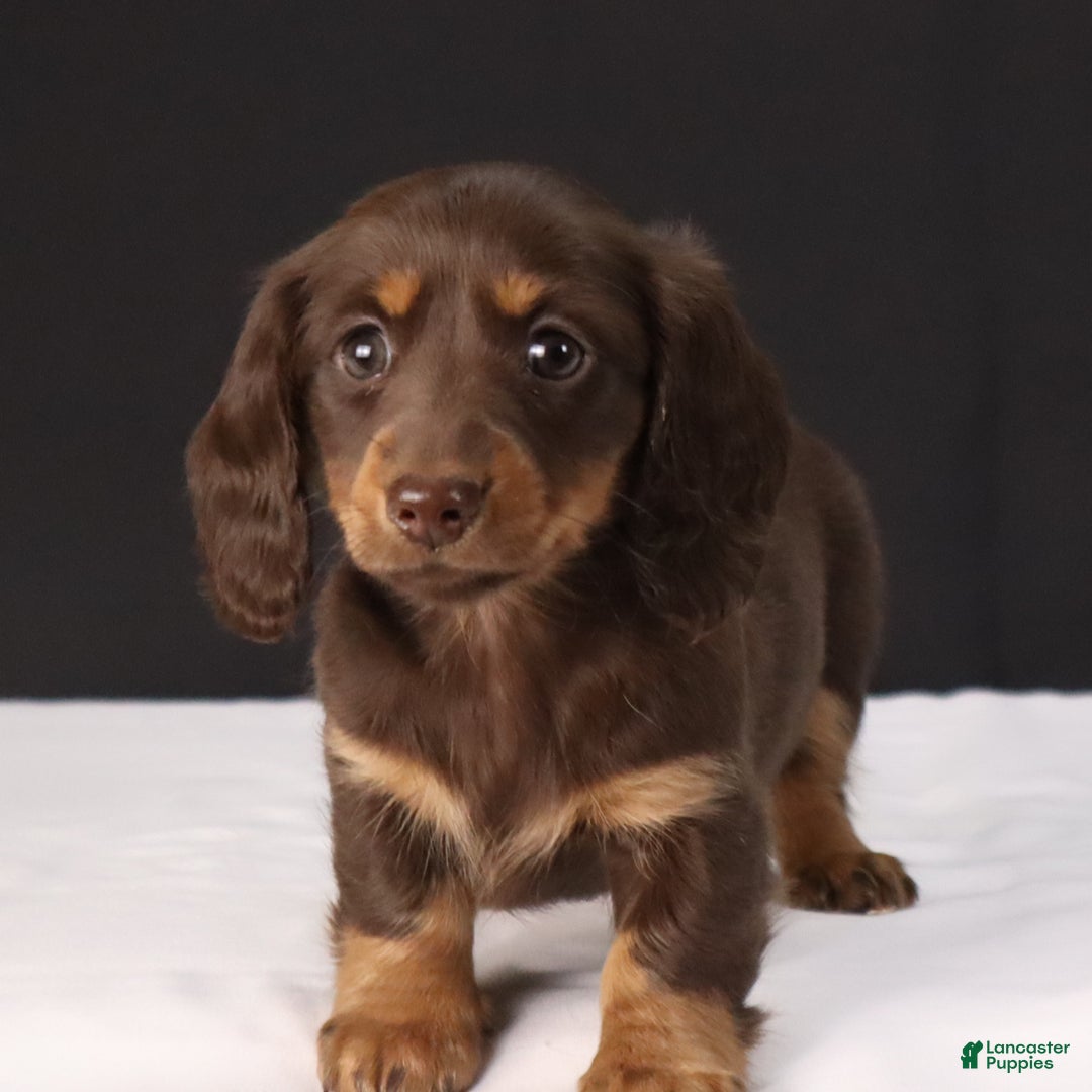 Dachshund dogs for sale: Lilly - Ad 6