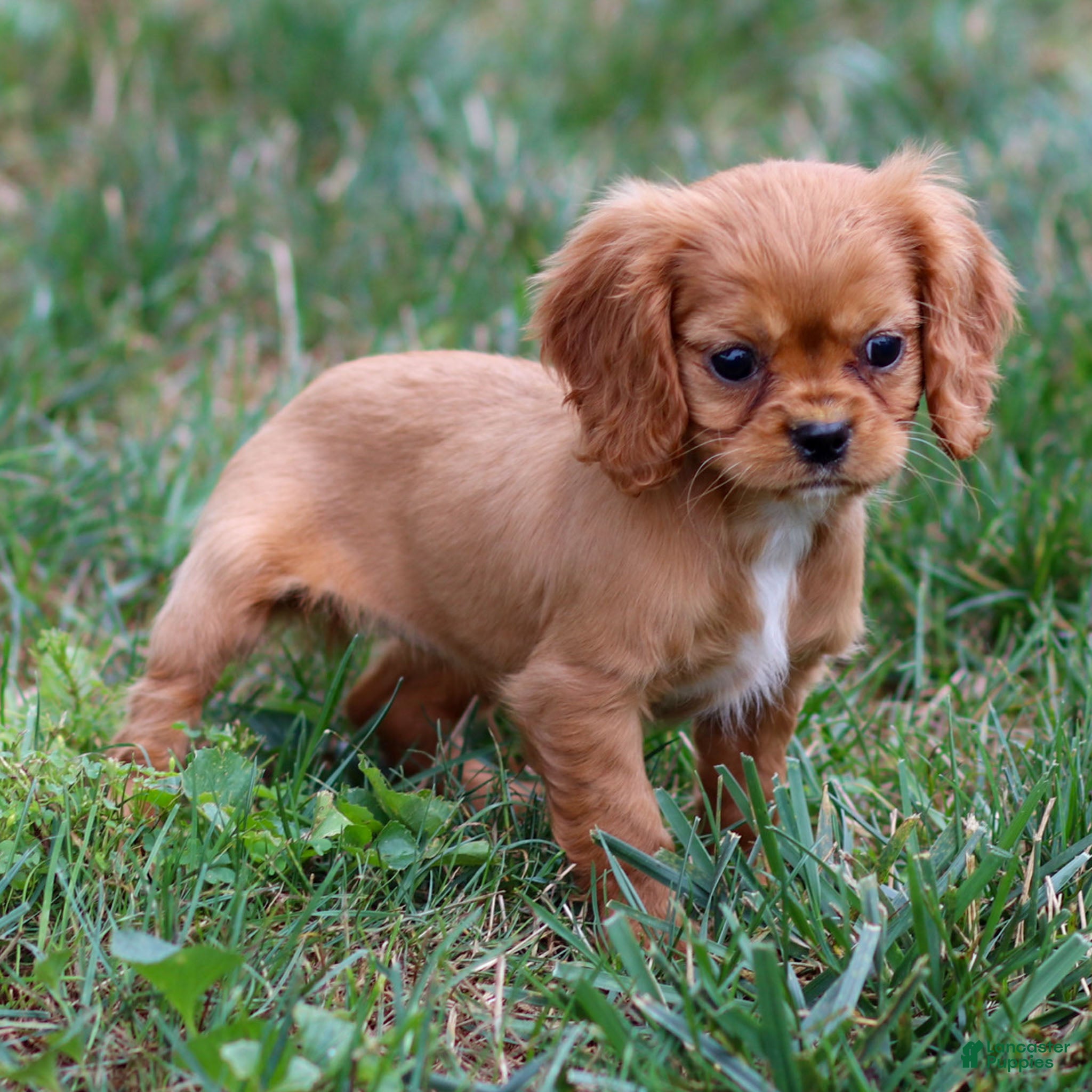 Cavalier King Charles Spaniel dogs Alexandra - Ad 10