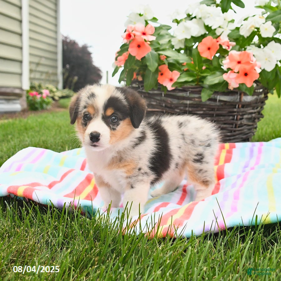 German Shepherd Puppy Corgi And Australian Shepherd Mix For Sale