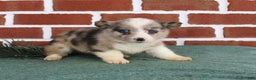 Welsh Corgi Pembroke dogs for sale: Jacob - Ad 2