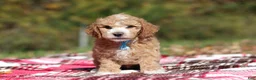 Miniature Poodle dogs for sale: August (AKC) - Ad 2