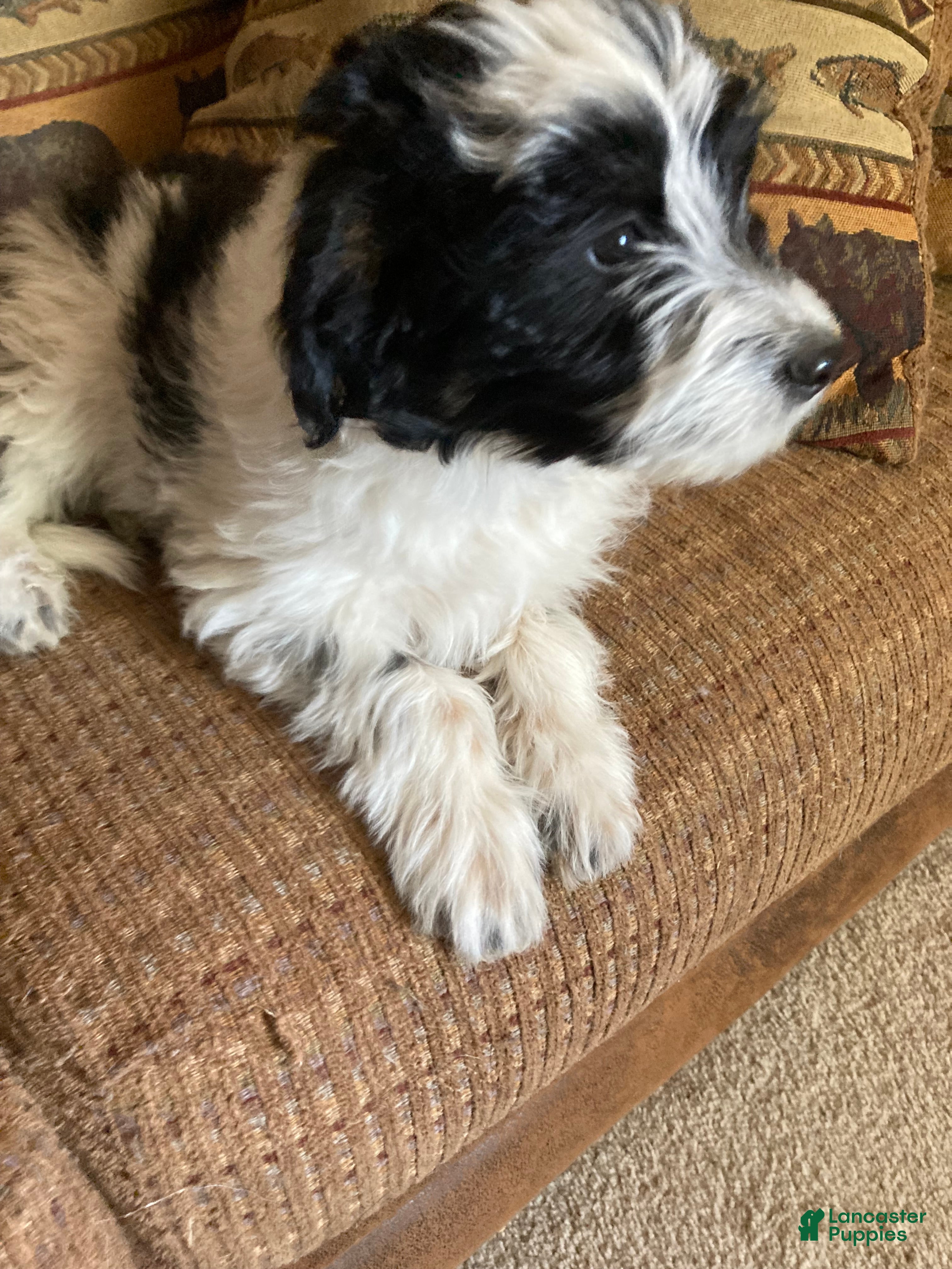 Mini Aussiedoodle dogs Miniature Aussiedoodle Cloe - Ad 2