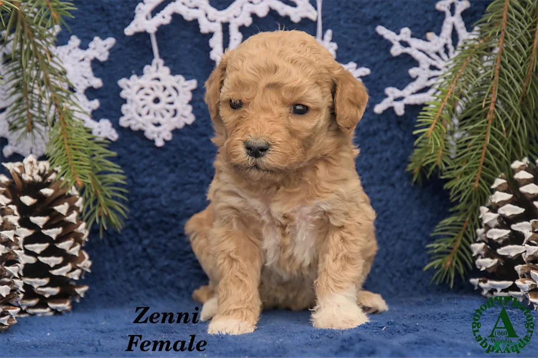 Mini Goldendoodle dogs for sale: Zenni - Ad 1