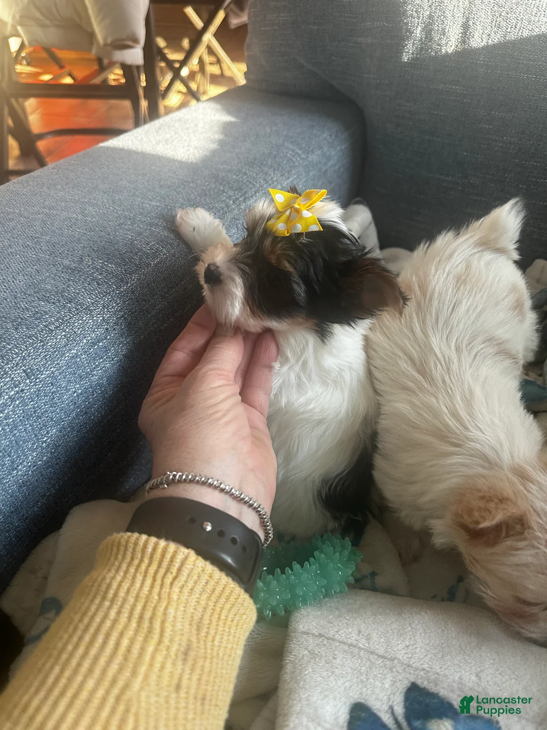 Yorkshire Terrier dogs for sale: AKC Glacierpaw - Ad 10