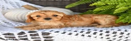 Cavapoo dogs for sale: Alex - Ad 2