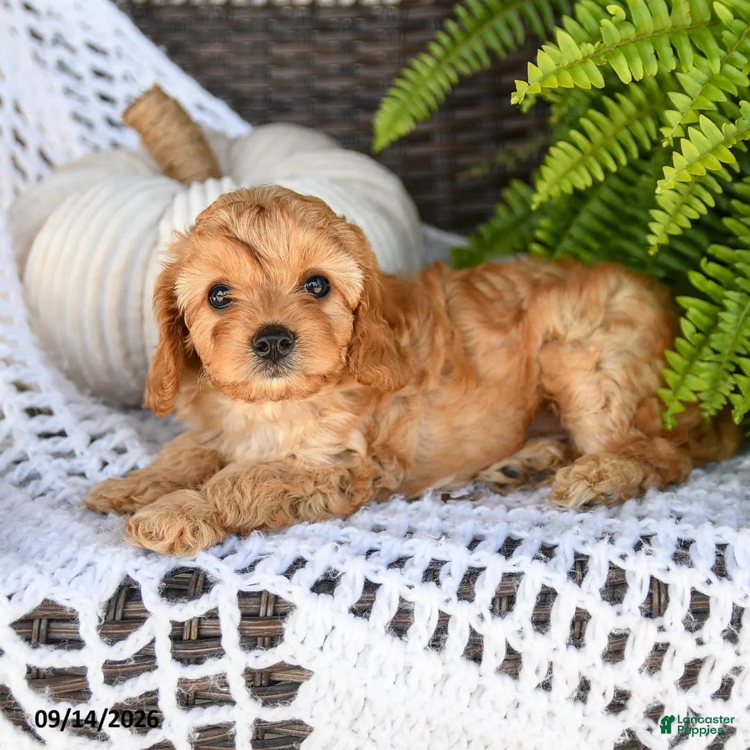 Cavapoo dogs for sale: Alex - Ad 2