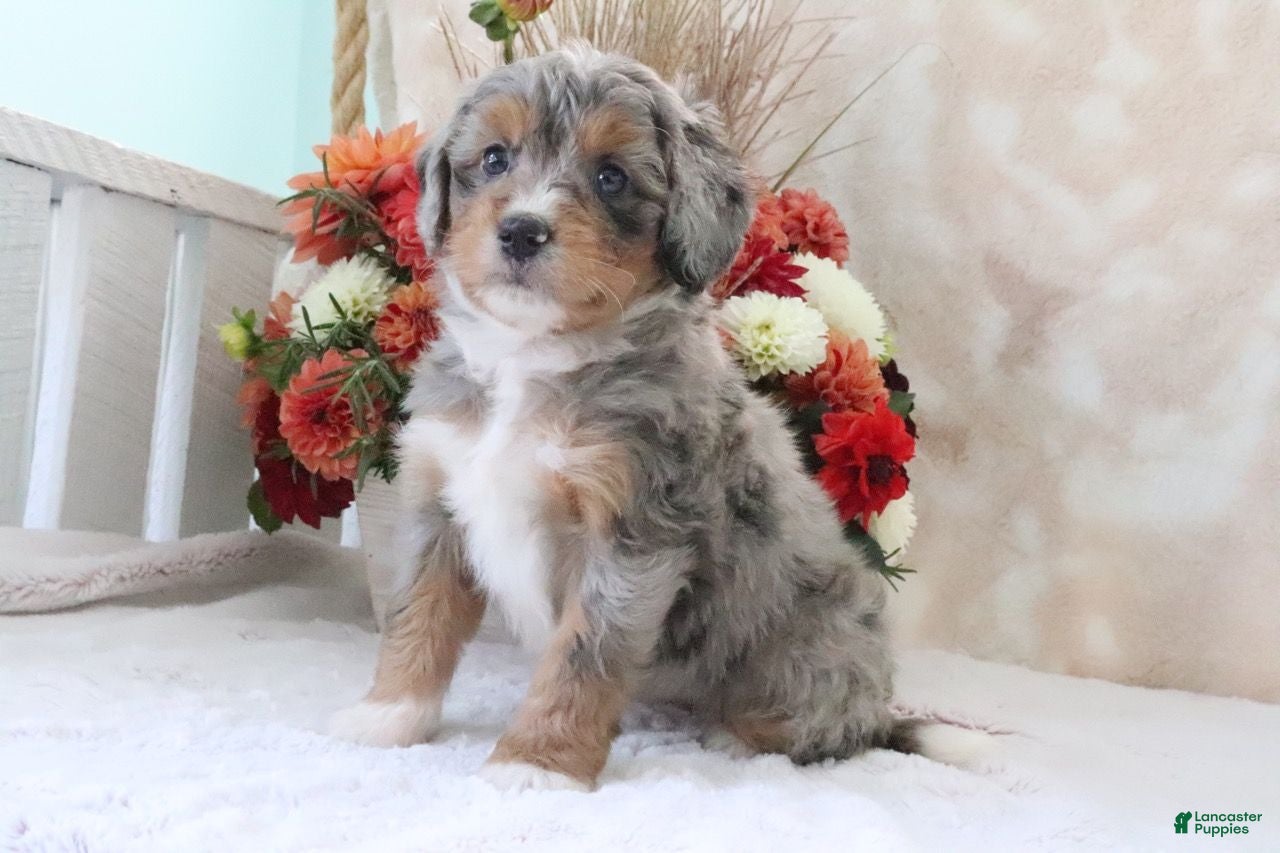 Mini Bernedoodle dogs Sandy - Ad 2