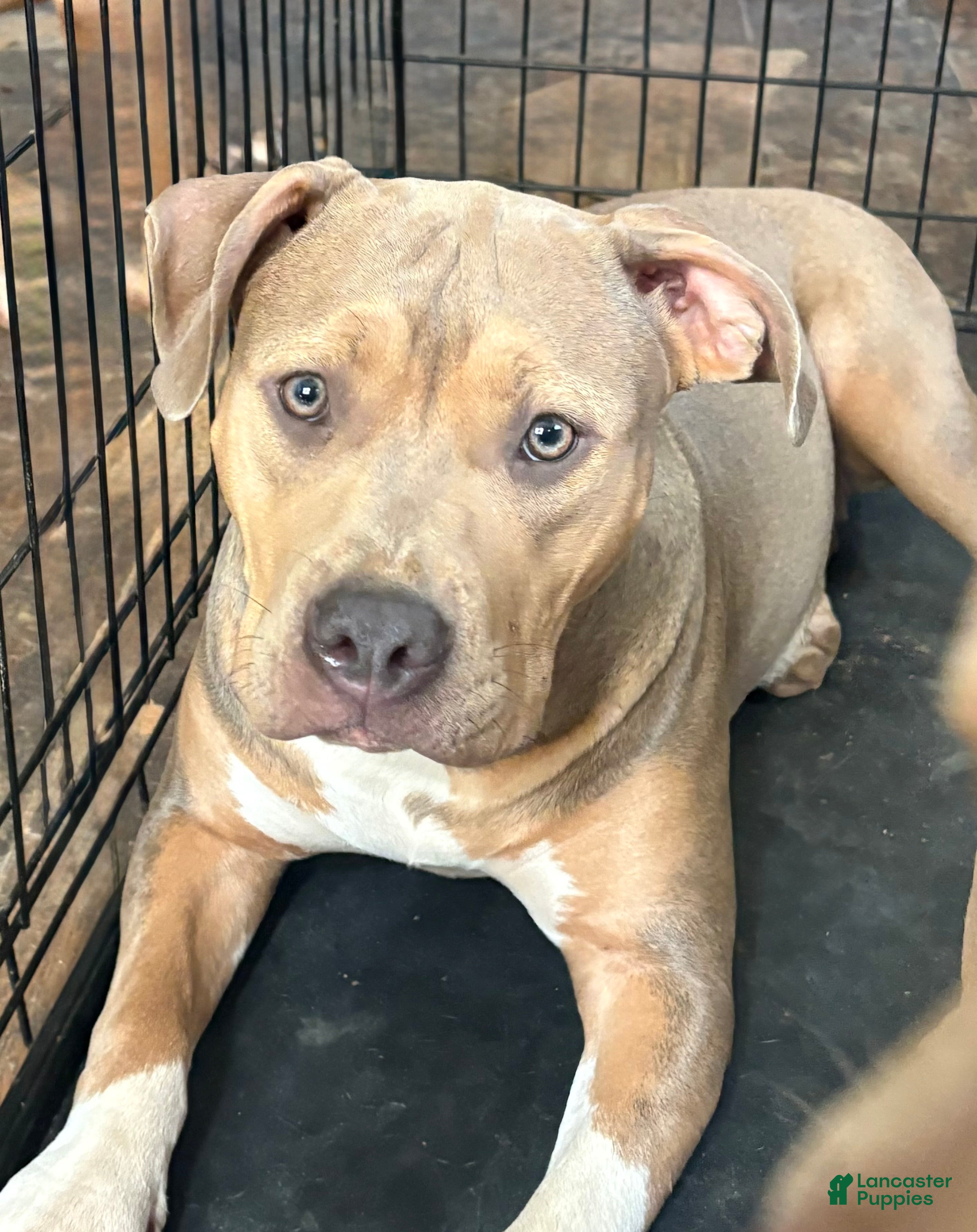 Mixed Breed dogs for sale: Mixed Breed 1 - Ad 3
