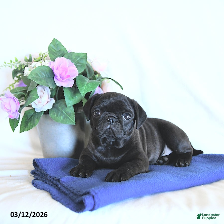 Mixed Breed dogs Bowser - Ad 2