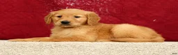 Golden Retriever dogs for sale: Tipper - Ad 3
