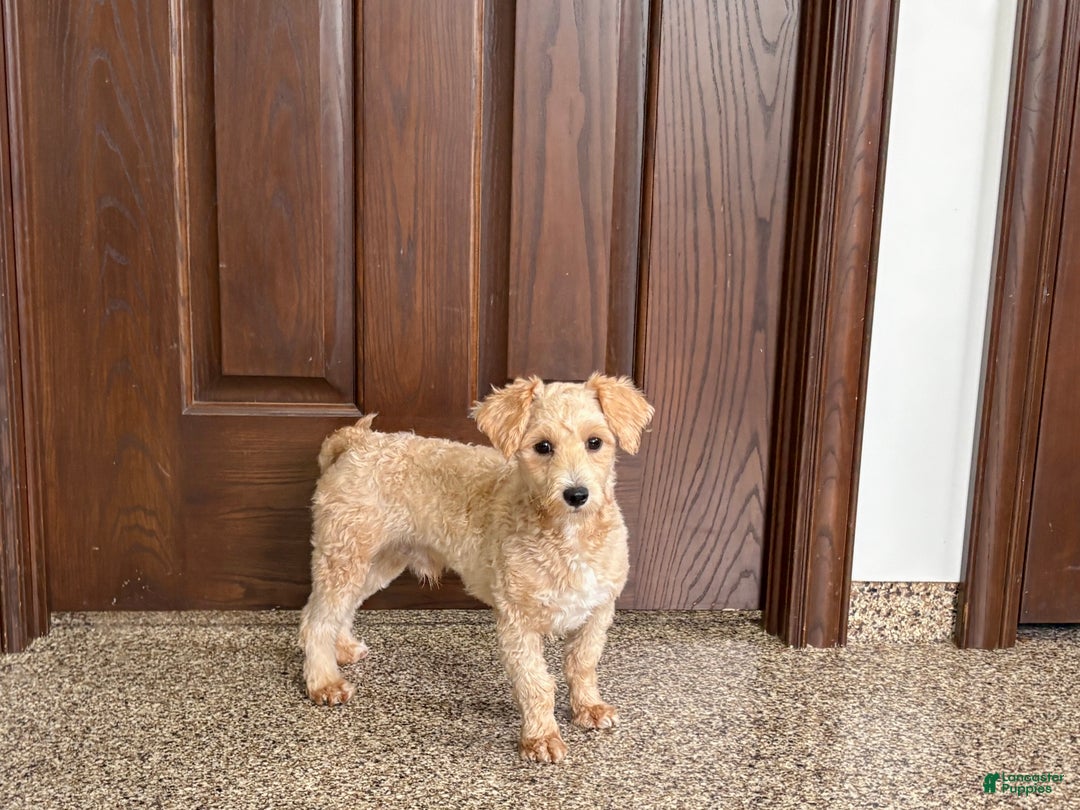 Maltipoo dogs for sale: Bennie - Ad 4