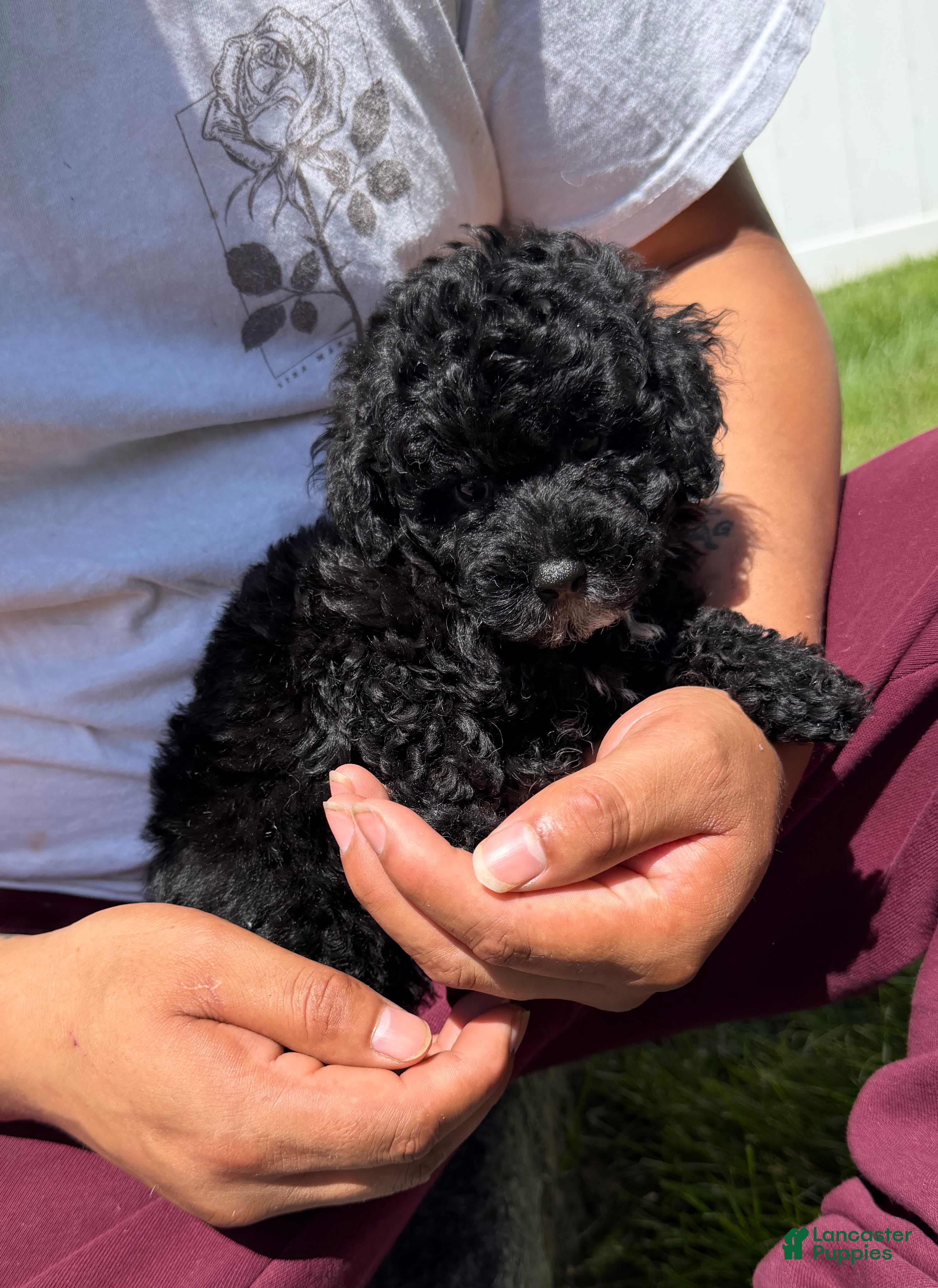 Toy Poodle dogs Toy Poodle bruno - Ad 1