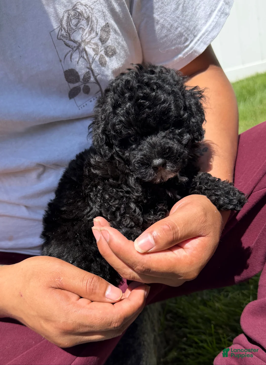 Toy Poodle dogs for sale: Toy Poodle bruno - Ad 1