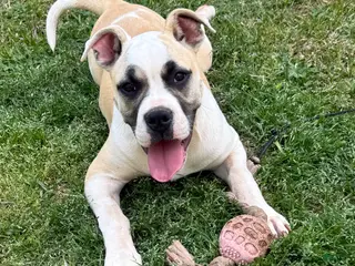 American Bulldog dogs for sale: Penny - Ad 2
