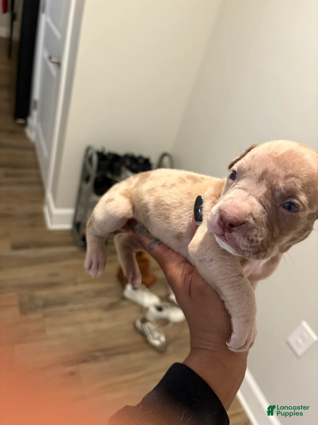 American Pit Bull Terrier dogs for sale: American Pit Bull Terrier Puppy 5 - Ad 1