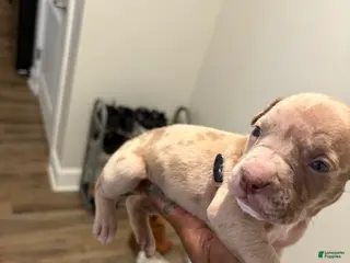 American Pit Bull Terrier dogs American Pit Bull Terrier Puppy 5 - Ad 24