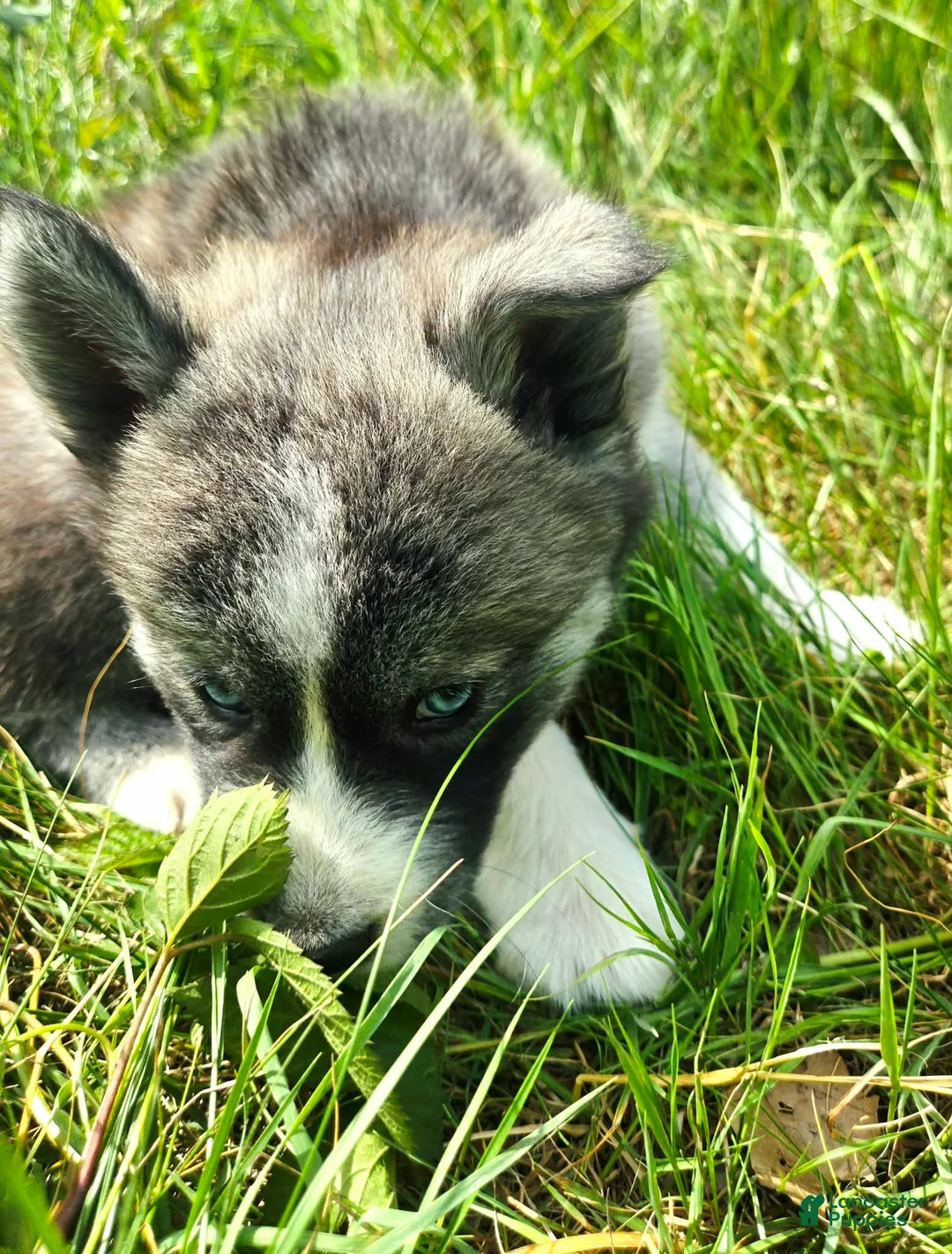 Mixed Breed dogs for sale: Sleepy - Ad 2