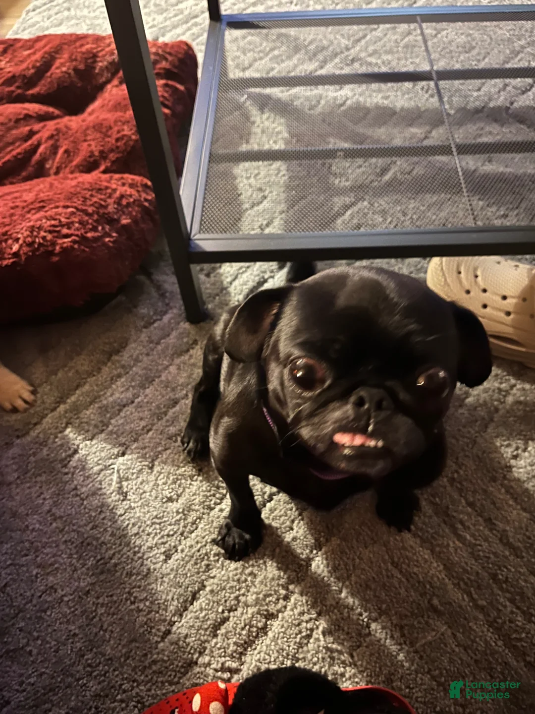 Pug dogs for sale: Pug Puppy 1 orange  - Ad 8