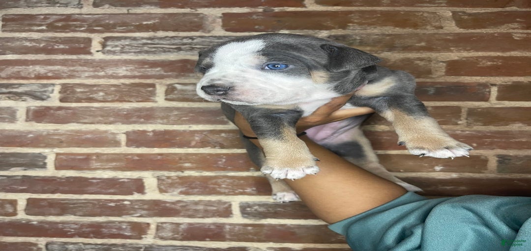 Gallery Image {{count}}