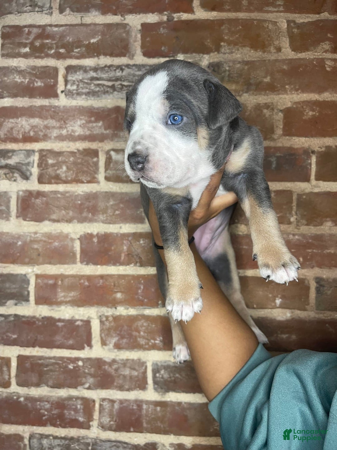 Gallery Image {{count}}