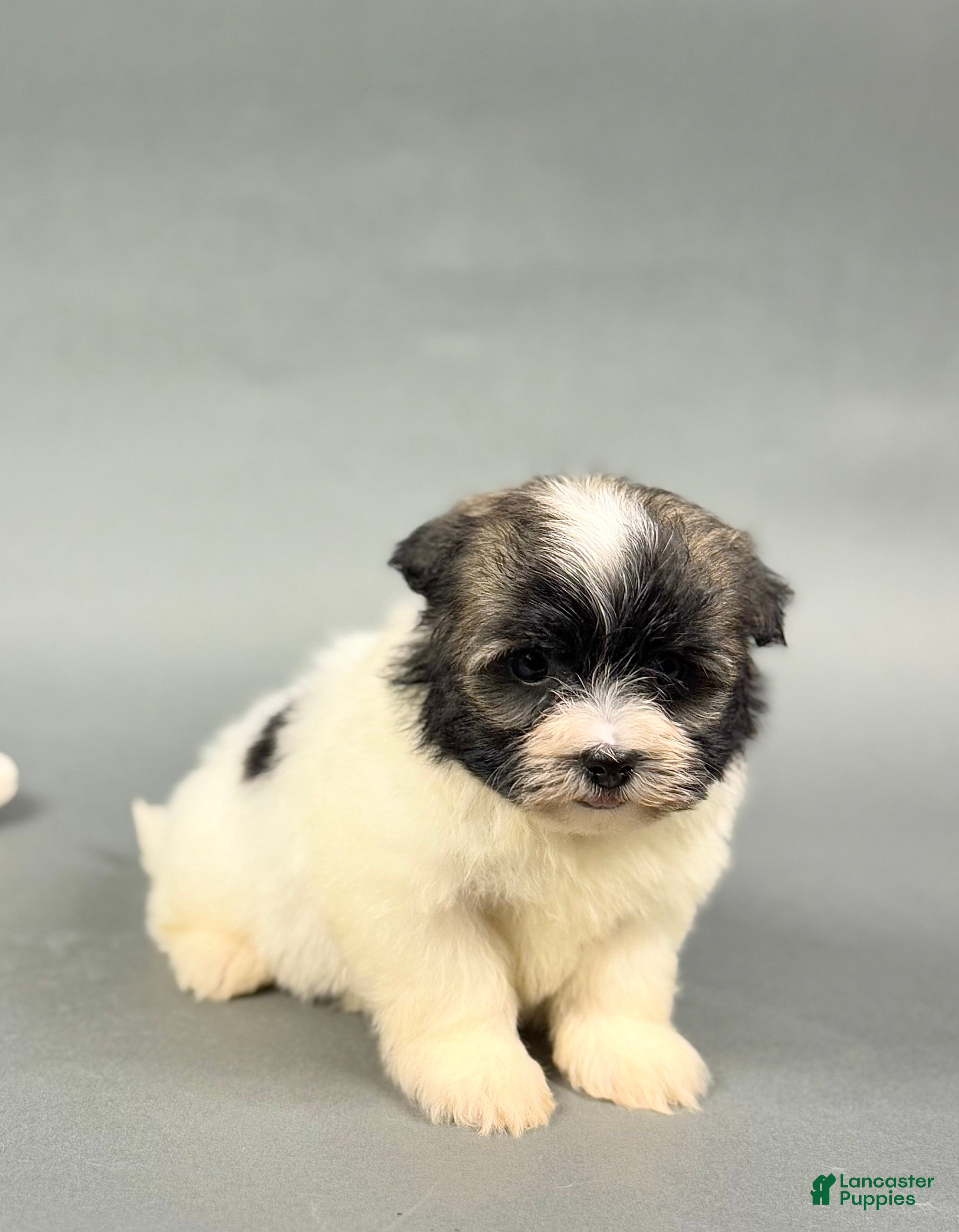 Havanese dogs TATUM - Ad 34