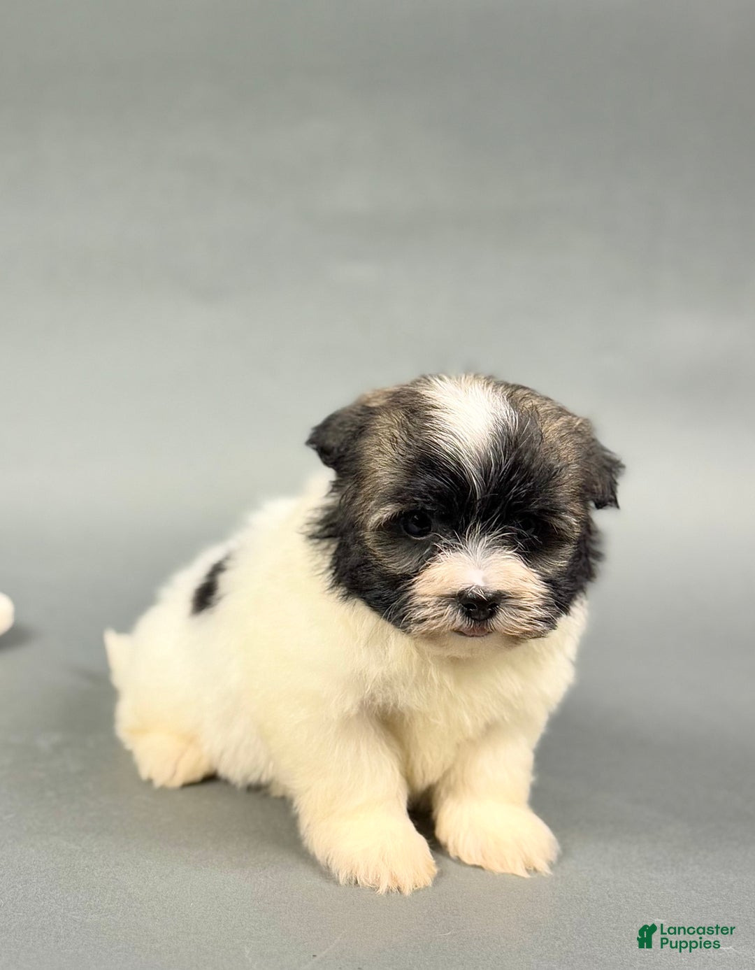 Havanese dogs for sale: TATUM - Ad 1