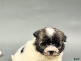 Havanese dogs TATUM - Ad 25