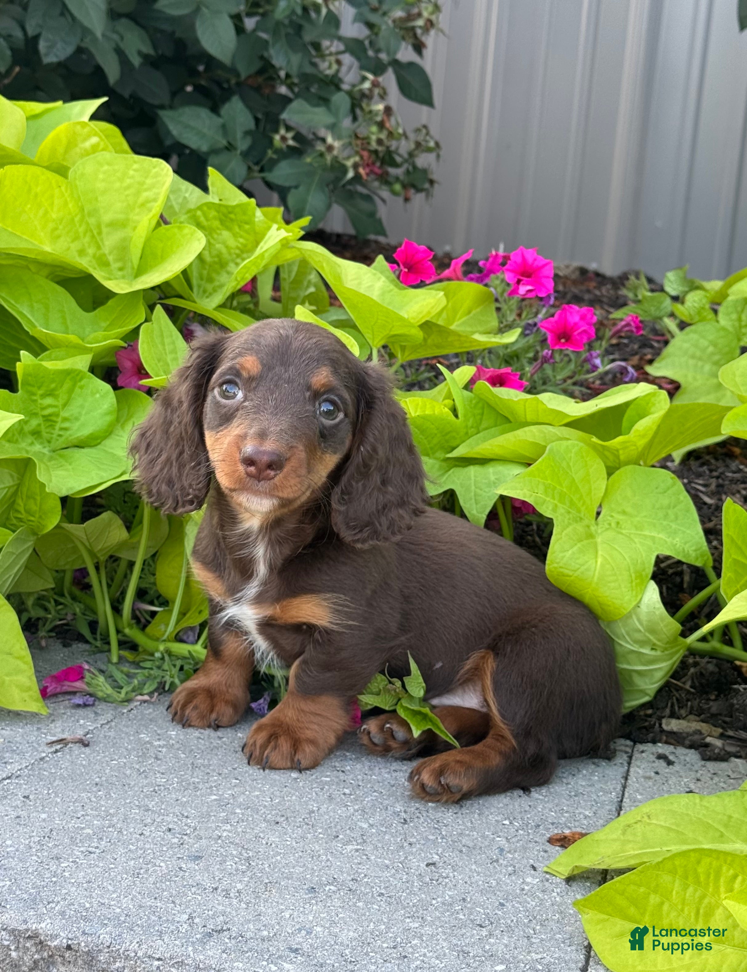 Miniature Dachshund dogs Diamond - Ad 10