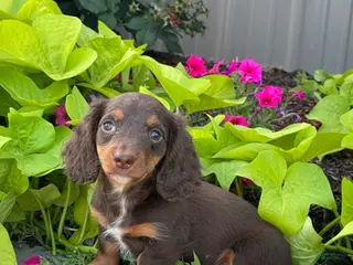 Miniature Dachshund dogs Diamond - Ad 10
