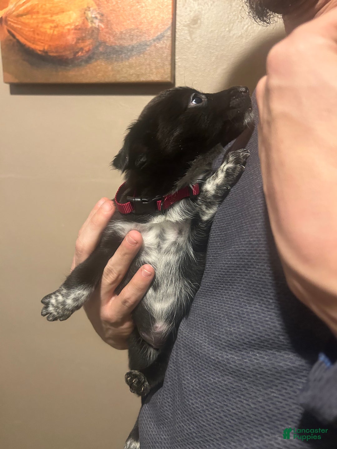 Mixed Breed dogs for sale: Jade - Ad 2