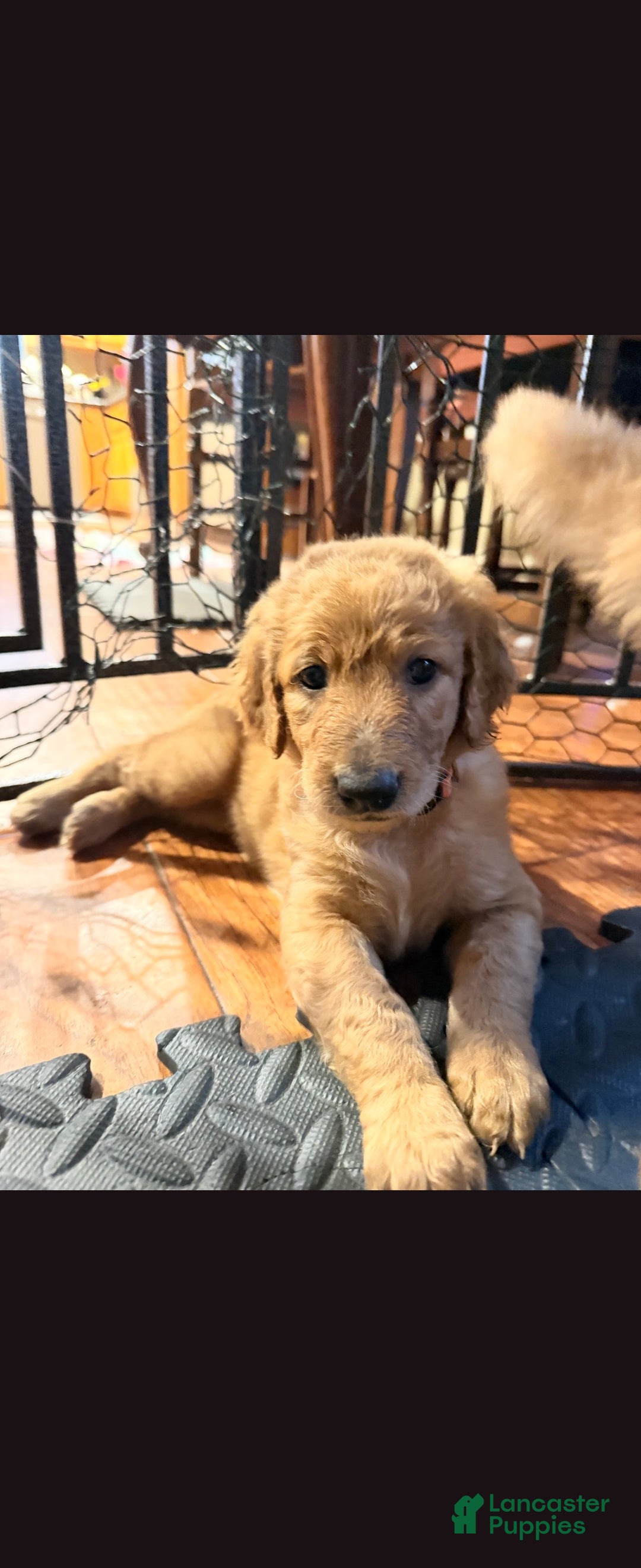 Goldendoodle dogs Goldendoodle 5 - Ad 37