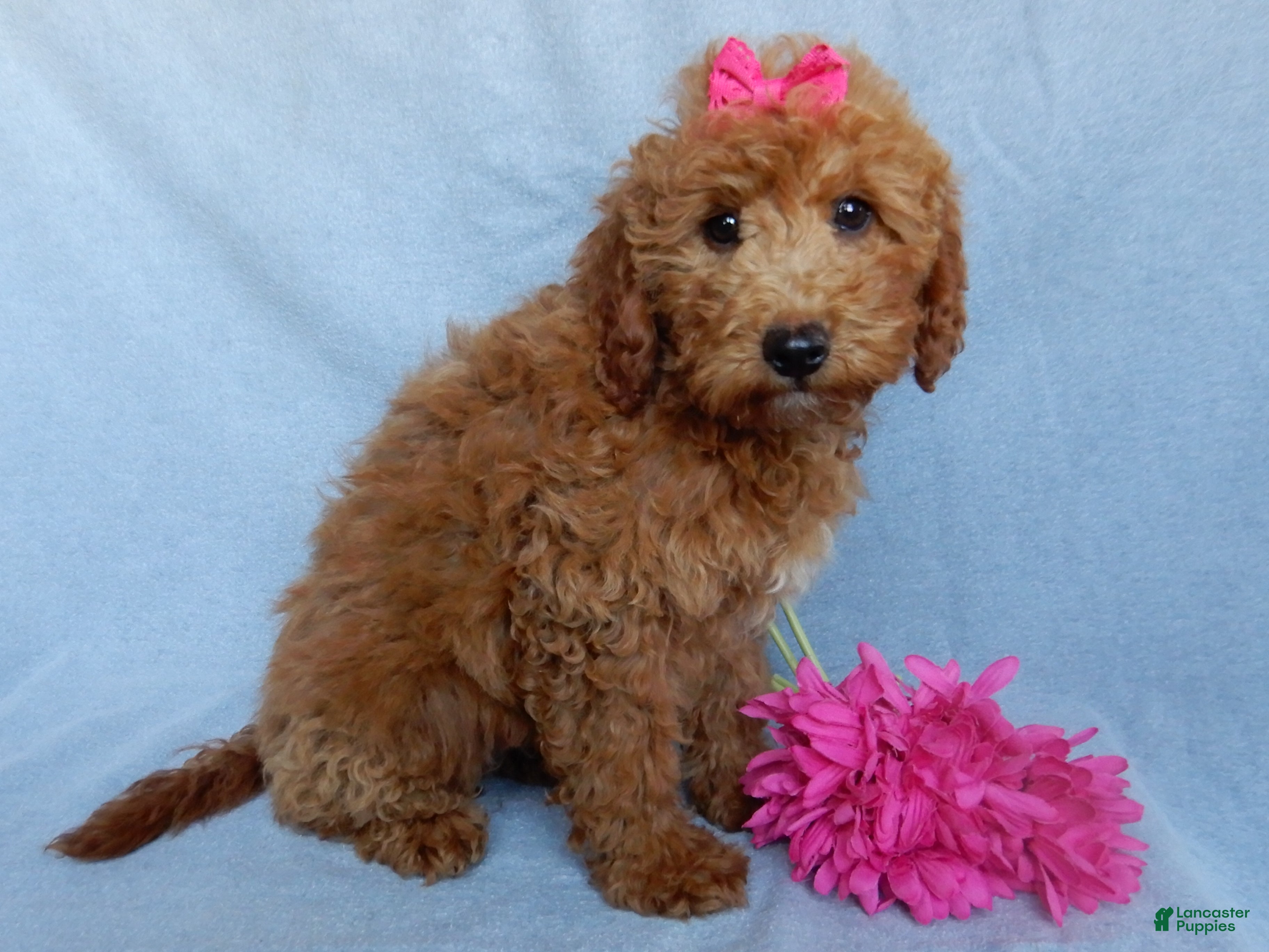 Mini Goldendoodle dogs Poppy - Ad 39