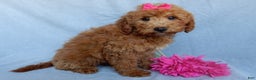Mini Goldendoodle dogs for sale: Poppy - Ad 1