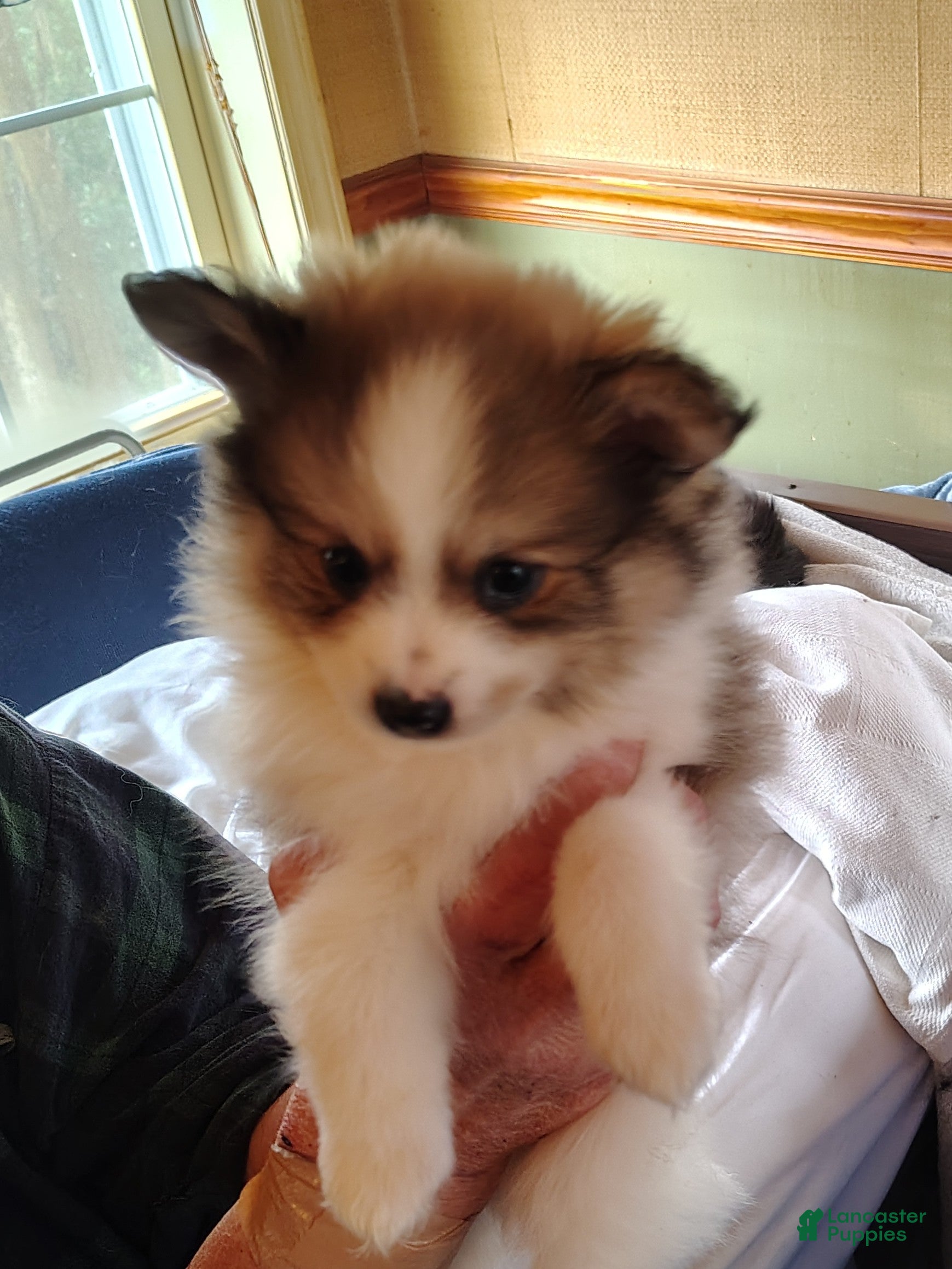 Mixed Breed dogs Mixed Breed Puppy 4 - Ad 31