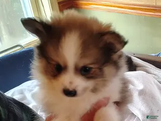 Mixed Breed dogs Mixed Breed Puppy 4 - Ad 31