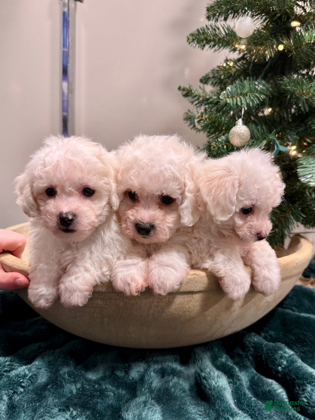 Bichon Frise dogs for sale: Cody ACA - Ad 8