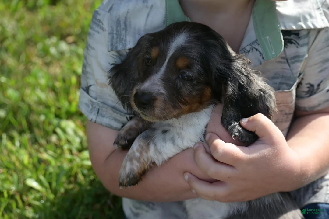 Miniature Dachshund dogs for sale: Molly - Ad 11