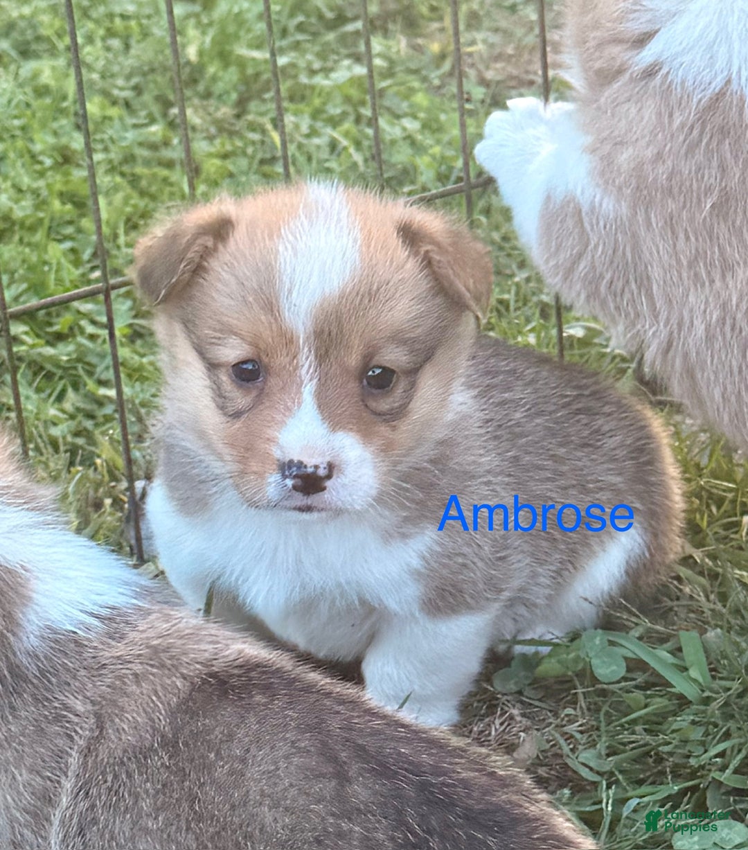 Welsh Corgi Pembroke dogs for sale: Welsh Corgi Pembroke Puppy 2 - Ad 1