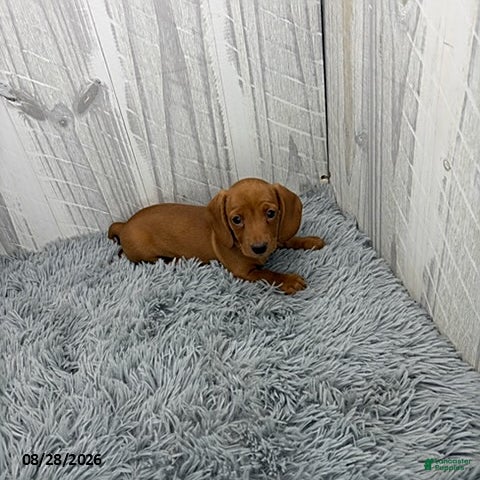 Miniature Dachshund dogs Clover - Ad 2