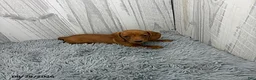 Miniature Dachshund dogs for sale: Clover - Ad 2