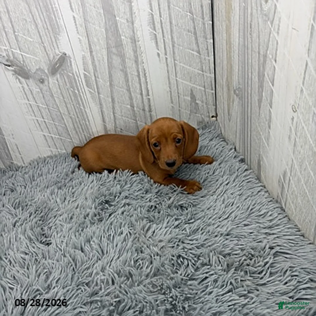 Miniature Dachshund dogs for sale: Clover - Ad 2