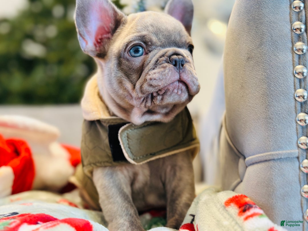 French Bulldog dogs for sale: Lilac Blue Male - Ad 4