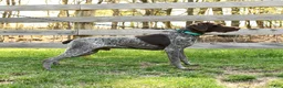 German Shorthaired Pointer dogs for sale: Secret - Ad 7