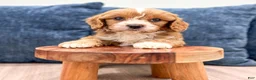 Cavapoo dogs for sale: Alex - Ad 4