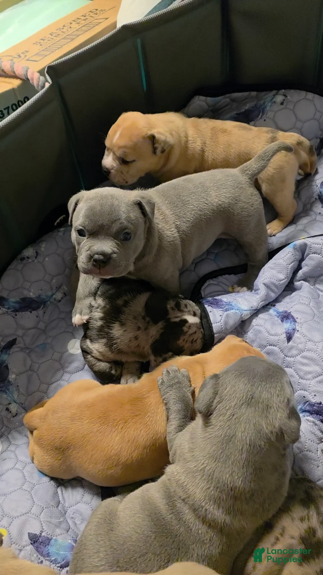 American Bully dogs for sale: Shelby - Ad 1