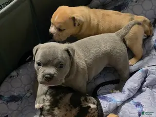 American Bully dogs Shelby - Ad 8